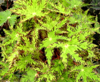 Begonia Phoes Cleo