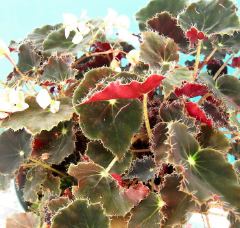 Begonia Little Night Music