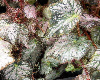 Begonia Pink Surprise