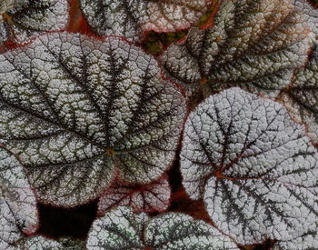 Begonia Wanda