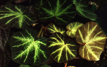 Begonia solimutata