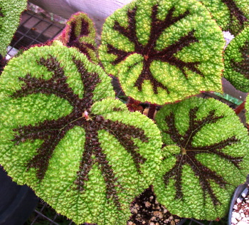 Begonia masoniana