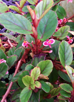 Begonia letestui