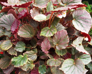 Begonia Martin's Mystery