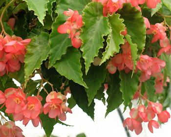 Begonia Tangier