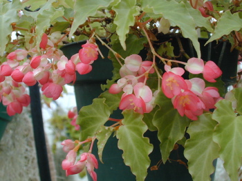 Kartuz Greenhouses: Begonia Tiny Gem