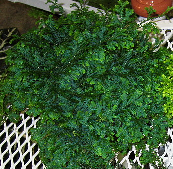 Selaginella uncinata