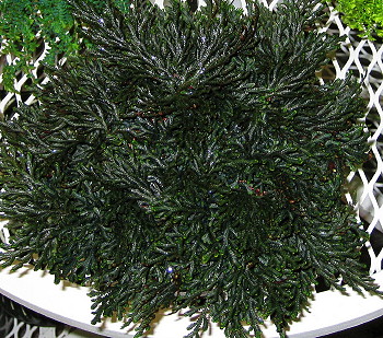 Selaginella erythropus