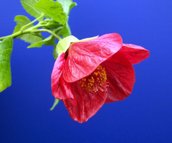 Abutilon x hybridum Clementine