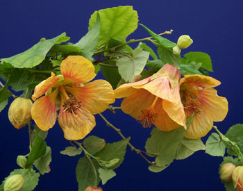 Abutilon x hybridum La Vie En Rose