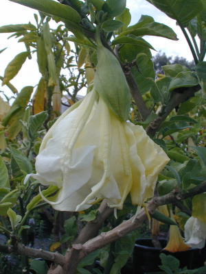 Brugmansia Shredded White Fantasy