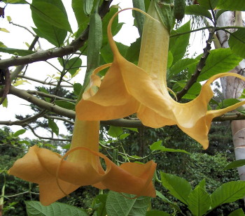 Brugmansia Dr Seuss