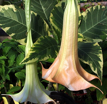 Brugmansia Peaches and Cream