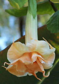 Brugmansia HerrenHauser Garten