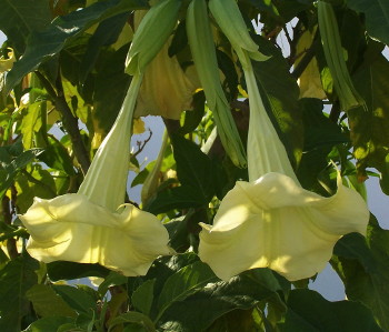 Brugmansia Jamaica Yellow