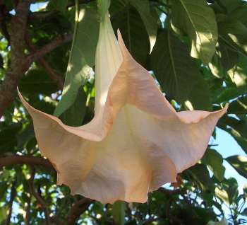 Brugmansia Apricot