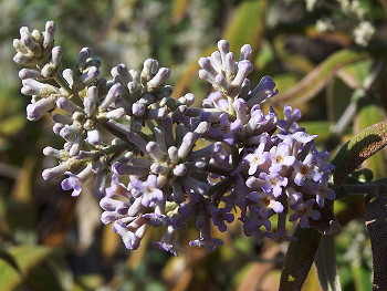 Buddleja salviifolia