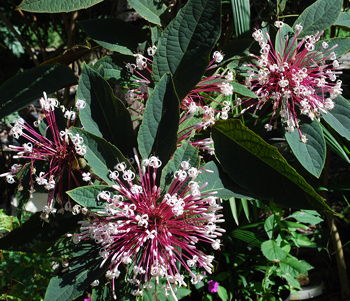 Clerodendrum quadriloculare