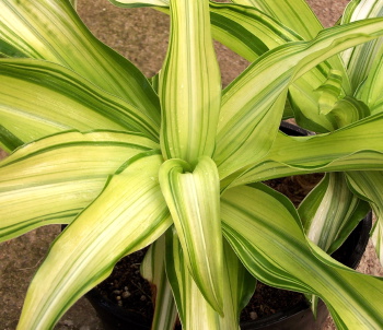 Crinum moorei Medio Picta