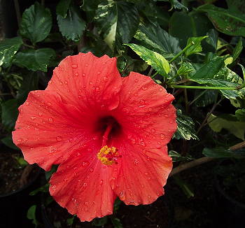 Hibiscus General Corteges