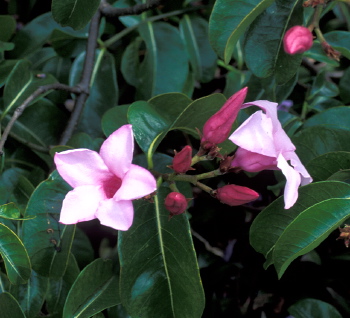 Cryptostegia sp