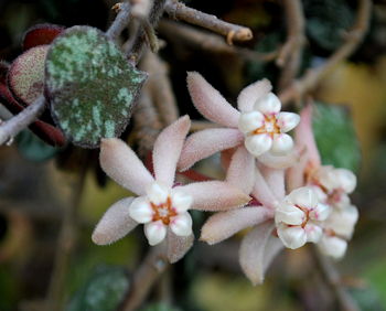 Hoya curtisii