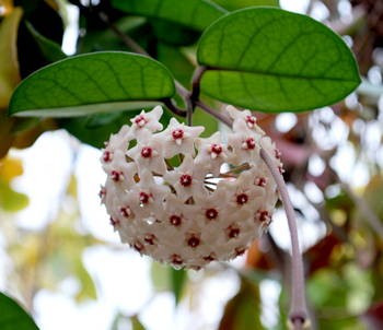 Hoya fungii