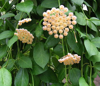 Hoya lacunosa