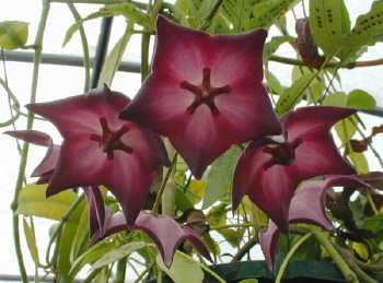 Hoya macgillivrayii