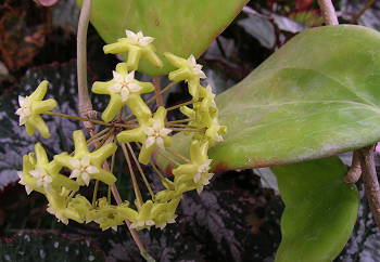 Hoya pentaphlebia