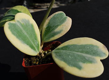 Hoya kerrii Albomarginata