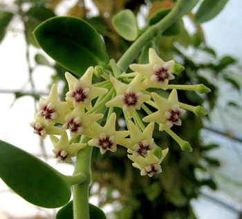 Hoya golamcoana