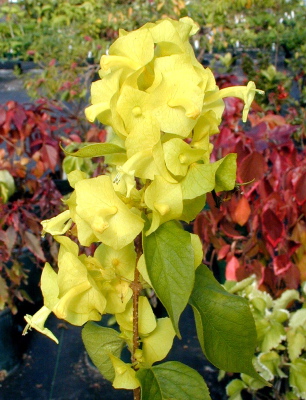 Holmskioldia sanguinea Citrina