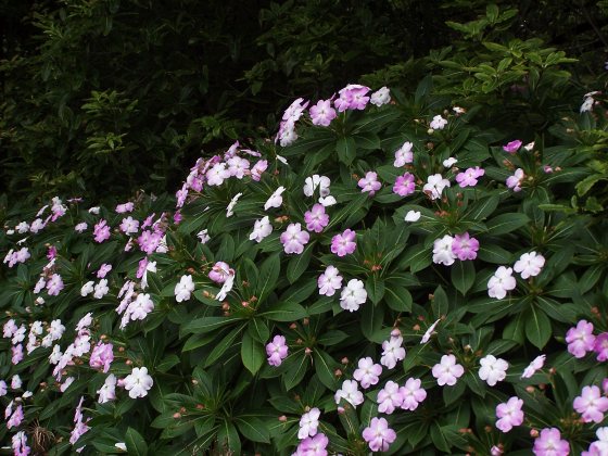 Impatiens sodenii, Golden Gate Park