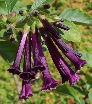 Iochroma cyaneum Indigo