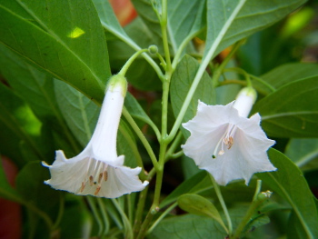 Iochroma australe Alba