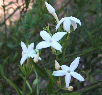 Jasminum simplicifolium subsp suavissimum