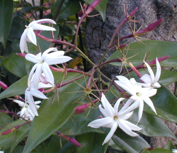 Jasminum laurifolium var laurifolium