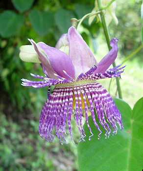 Passiflora seemannii