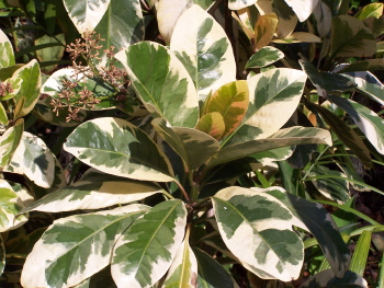 Pisonia umbellifera Variegata