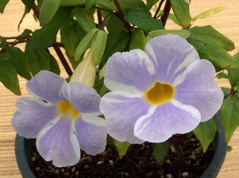 Thunbergia erecta Fairy Moon