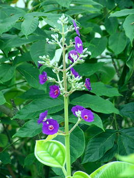 Tibouchina grandifolia