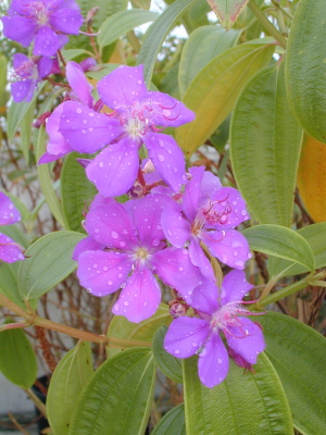 Tibouchina granulosa