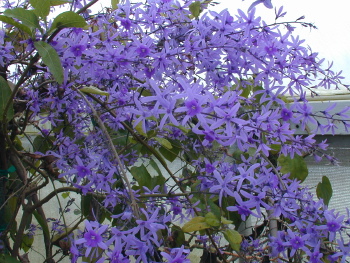 Petrea volubilis