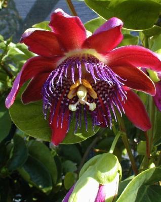 Passiflora phoenicea