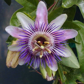 Passiflora allardii