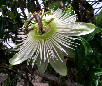 Passiflora caerulea Constance Elliott