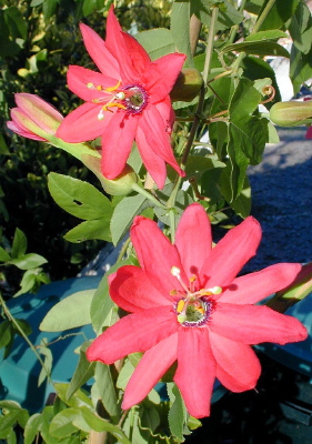 Passiflora Coral Glow