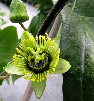 Passiflora coriacea