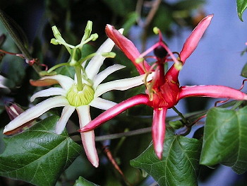 Passiflora herbertiana